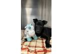 Adopt Jaya a Black Great Dane / Mixed dog in Reno, NV (37313538)