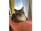 Adopt Victoria a Tan or Fawn Tabby Domestic Shorthair / Mixed (short coat) cat