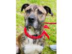 Adopt RITCHIE _ AWESOME a Plott Hound, Terrier
