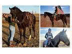 Registered Rocky Mountain Horse - Available on [url removed]