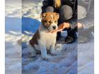 Central Asian Shepherd Dog PUPPY FOR SALE ADN-553574 - Litter B