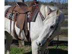 Gorgeous and big Grey QH Cross gelding trail horse