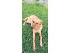 Adopt Lara a Tan/Yellow/Fawn Golden Retriever / German Shepherd Dog dog in