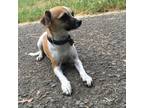 Adopt Jasmine Dot a White - with Tan, Yellow or Fawn Jack Russell Terrier /