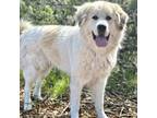 Adopt CHOBANI a White - with Tan, Yellow or Fawn Great Pyrenees / Mixed dog in