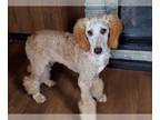 Poodle (Standard) PUPPY FOR SALE ADN-554240 - Beautiful AKC red and apricot