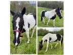 Beautiful gaited black and white tobiano mare for sale. 13 years old and 15hands