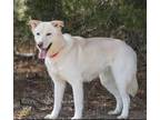 Adopt Alli a White German Shepherd Dog / Labrador Retriever / Mixed dog in