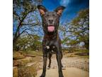 Adopt Mystic a Black Collie / Labrador Retriever / Mixed dog in Hartford