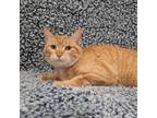 Adopt Olive a Orange or Red Domestic Shorthair / Mixed cat in Sedalia