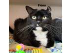 Adopt Fiona 23063 a All Black Domestic Shorthair / Mixed cat in Escanaba