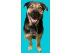 Adopt Buddy Cole a Black Rottweiler / Mixed dog in Bartlesville, OK (37328184)