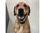 Adopt Duncan a Brown/Chocolate Labrador Retriever / Mastiff / Mixed dog in