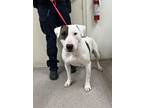 Adopt Louie a White - with Black Bull Terrier / Mixed dog in Fallon