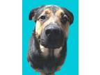 Adopt Buddy Cole a Rottweiler, Mixed Breed