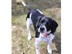 Adopt Dee - Courtesy a Beagle, English Setter