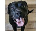Adopt Diamond a Black Labrador Retriever, Pit Bull Terrier