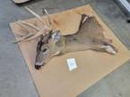 WHITETAIL DEER CAPE 26 1/2" XXL! Taxidermy hide mount capes