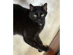 Adopt Berkus A All Black Bombay / Mixed (short Coat) Cat In Oxford