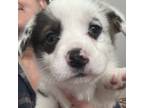 Cardigan Welsh Corgi Puppy for sale in Longview, WA, USA