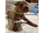 American Bully Puppy for sale in Green Bay, WI, USA