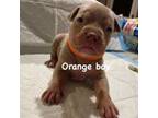 American Bully Puppy for sale in Green Bay, WI, USA