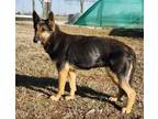 Adopt Cece a German Shepherd Dog
