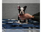 French Bulldog PUPPY FOR SALE ADN-555549 - Frenchie puppies available now
