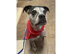 Adopt Kaa a Boxer / Mixed dog in Mocksville, NC (37349699)