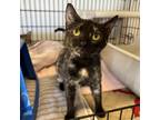 Adopt Giada a Tan or Fawn Domestic Mediumhair / Mixed cat in Clarksdale