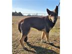 Adopt Rogue a Brown/Chocolate - with Black German Shepherd Dog / Mixed dog in