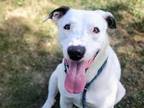 Adopt MAYLO a Dalmatian, Pit Bull Terrier