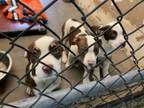 Adopt Urgent - FOSTERS NEEDED for 3 Puppies! a American Staffordshire Terrier