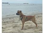 Adopt Hunter a Tan/Yellow/Fawn American Pit Bull Terrier / Boxer / Mixed dog in