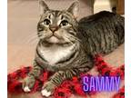 Adopt Sammy a Domestic Shorthair / Mixed (short coat) cat in Crocker