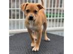 Adopt Tinsel a Rat Terrier / Mixed dog in San Pablo, CA (37358903)