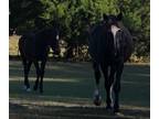 Adopt Jazz a Black Warmblood horse in Nichols, SC (37357697)