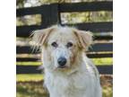 Adopt Deja a Tan/Yellow/Fawn - with White Great Pyrenees / Mixed dog in King