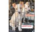 Adopt Chase a White - with Tan, Yellow or Fawn Siberian Husky / Mixed dog in