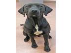 Adopt SPARTAN a German Shorthaired Pointer, American Staffordshire Terrier