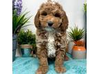Goldendoodle Puppy for sale in Ranger, TX, USA