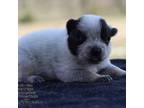 Australian Cattle Dog Puppy for sale in Point, TX, USA