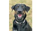 Adopt Lola a Black Doberman Pinscher / Mixed dog in Chambersburg, PA (37370301)