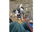 Adopt Jack a Black - with White Jack Russell Terrier / Mixed dog in Pollock