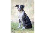 Adopt STORM a Gray/Silver/Salt & Pepper - with White Catahoula Leopard Dog /