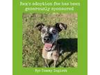 Adopt Rex a Brindle Plott Hound / Mixed dog in Lynchburg, VA (37365123)