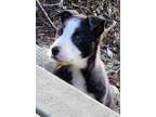 BORDER COLLIE PUPPIES near Portland and Vancouver in the gorge