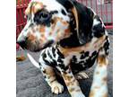 Dalmatian Puppy for sale in Cape May, NJ, USA