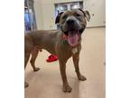 Adopt Jason a Pit Bull Terrier / Mixed dog in Lincoln, NE (37377130)