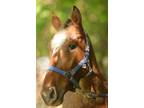 Adopt Reina Ellie a Appy Appaloosa / Pony - of America horse in Sharon Center